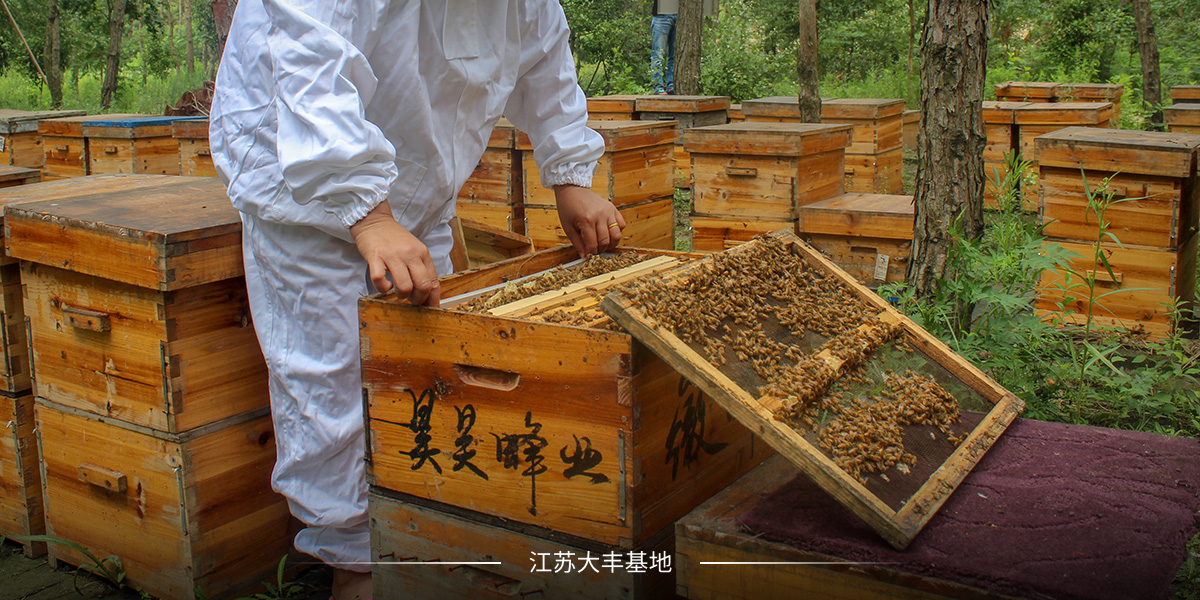 江蘇大豐基地